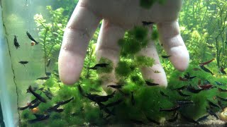 Baby Marimo Balls Cladophora Algae [upl. by Cindie]