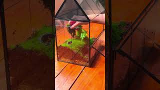 Terrarium tutorial build a easy moss and fern with water feeder and cave for insect terrariumdiy [upl. by Nura]