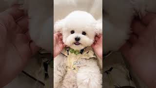 Pets Gone Wild Bichon Frise Takes the CUTENESS Crown [upl. by Yetnom278]