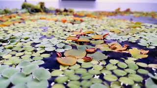 Life under the floating plants Trigonostigma espei [upl. by Sunny]