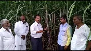 Netsurf Biofit result sugarcane maharashtra [upl. by Adnesor]