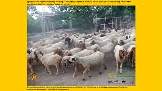 Sheep grazing for weed control within the clients orchard estate [upl. by Carbone]