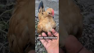 vidma chicken pets serama backyardchickens cute birds rooster Fearless Serama chicks [upl. by Yrebmik91]