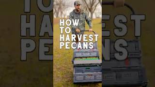 5000 Pecans on ONE TREE Ways to Harvest PECANS pecans [upl. by Olenolin]