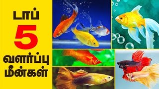 Top 5 Aquarium fishes for beginers Tamil [upl. by Giarla]