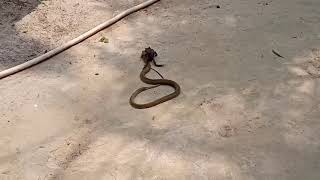 Rednecked Keelback feeding on Common Asian Toad [upl. by Yatnuahs166]