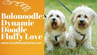 Bolonoodle Dynamic Doodle Fluffy Love Great Dogs [upl. by Lomaj663]