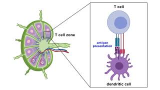 Structure and Immune Function of the Lymphatic System [upl. by Elyrrad]