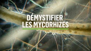 Mycorhizes 101 Comment se produit la symbiose [upl. by Attenwad710]