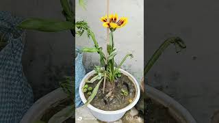 Verbena plant Gazania plant care tips ☘️☘️☘️ [upl. by Acissev49]