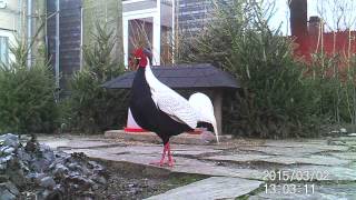 Silver pheasant Lophura nycthemera at Groenhorst Barneveld [upl. by Fabrice203]