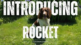 Introducing Rocket  Glastonpark Piper  English Working Springer Spaniel [upl. by Oba16]