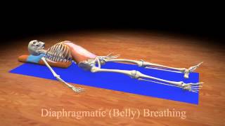 Diaphragmatic Belly Breathing [upl. by Nyssa271]