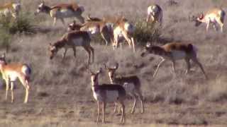 Pronghorn Antelope Prescott Valley AZ HD [upl. by Atla]