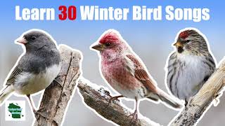 Learn 30 Winter Common Backyard Bird Songs and Calls Eastern North America [upl. by Aneert80]