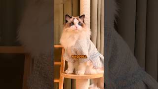 Why Are Ragdoll Cats So Popular in The US ragdolls cats [upl. by Katsuyama]