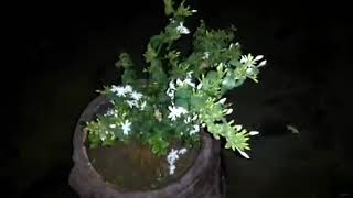 Kund कुंद or Star jasmine multiflorum pubescens flower update [upl. by Atiuqahs]