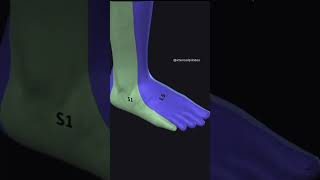 Dermatome of lower limbshortsfeedphysiotharapisthumananatomythephysiodoctorhumanbodyshort [upl. by Eicyac]