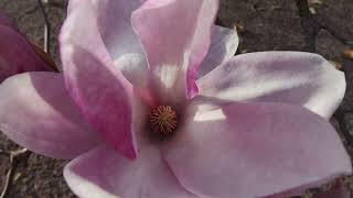 Healing your Heart with the Fragrance of Magnolia [upl. by Ahsim]