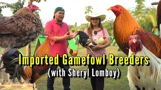 Quality Imported Gamefowl  Sheryl Lomboy [upl. by Ahsielat786]