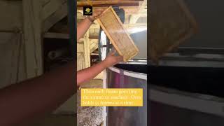 Lets Extract the Raw Honey shorts shortvideo honeybeee [upl. by Nylleoj642]