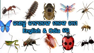 Insect Names English Vs Odia  Education [upl. by Magdau]