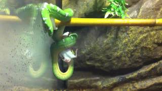 Emerald Tree Boa Eating Mouse [upl. by Shanahan]