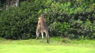 Kangaroo Chokes Kangaroo whilst going the distancewmv [upl. by Verdha928]