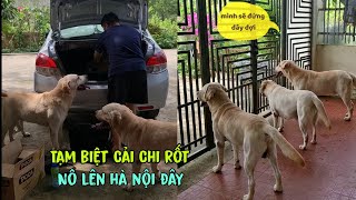 Củ Cải sẽ luôn đứng đây đợi cho đến khi Nô trở về  Đừng bỏ mặc Củ Cải Kim Chi và Cà Rốt [upl. by Icul]