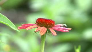 Gardening  Pollinators and Beneficial Insects [upl. by Champ307]