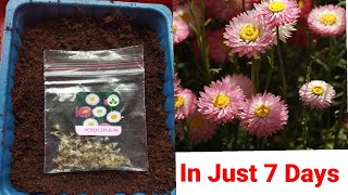 How To Grow Acroclinium From Seeds  Easy And Fast Method [upl. by Nibor]