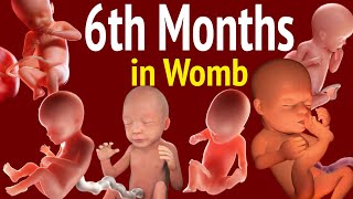 Baby Activities And Developments In Womb In 6th Month Of The Pregnancy  Its A Delight To Know This [upl. by Arbas]