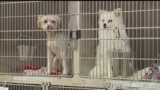 Mahoning County Dog Pound full  no space for surrendered dogs [upl. by Ttegdirb]