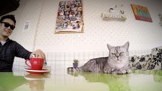 GoPro Kittens and Coffee  A Cat Cafe in Shanghai [upl. by Mohandas664]