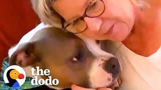 Sweet Pitties BFF Is His Grandma  The Dodo Pittie Nation [upl. by Meehahs716]