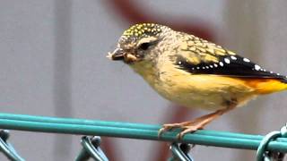 Spotted pardalote  taking insect to nest [upl. by Harms]