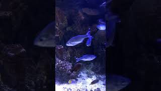 Shreveport Aquarium 5 [upl. by Mathilde]