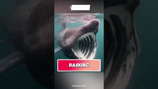 basking shark the untold story shark whale fish facts [upl. by Fugazy]