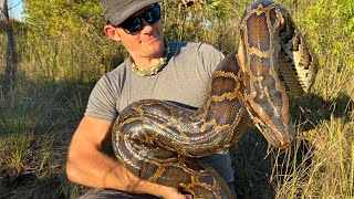 16 foot MONSTER python pulled out of the everglades [upl. by Woodcock]