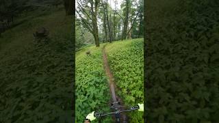 MTB  The Best Mountain Biking Trails in Thann  Alsace  Francethann vtt mtb alsace gopro12 [upl. by Atenahs546]