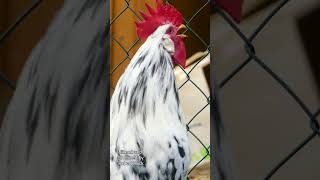 My perfect rooster of the Exchequer Leghorn chicken crowing  black and white piebald chicken breed [upl. by Attiuqihc119]