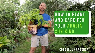 How To Plant And Care For Aralia Sun King  Colorful Gardener [upl. by Calva736]