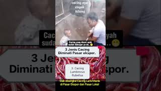 Ekspor Cacing peluang usaha ternak cacing hewan fakta misteri eksporcacing [upl. by Seabury]