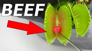 Top 10 Venus Flytraps  Compilation [upl. by Leerzej]