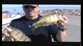 Jumbo Yellow Perch Fishing Lake Erie May 1 2013 [upl. by Steven]