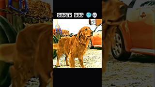 Super Dog 🥶💀  superdog dog movie shorts smallville viralvideo baki shortvideo super [upl. by Sullecram]