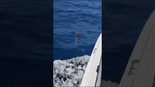 Offshore bottlenose dolphins Parlatuvier Tobago [upl. by Eelymmij333]