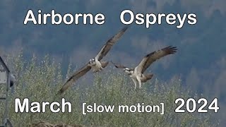 Airborne Ospreys  Rutland  slow motion  March 2024 [upl. by Ahsienauq]