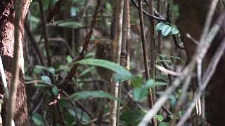 Horsfield’s Tarsier Tarsius bancanus [upl. by Vento]