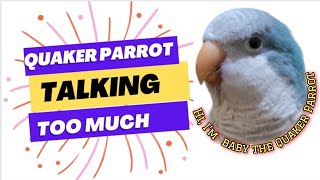 Talking Quaker Parrot  Monk Parakeet Talking Non Stop  Best talking Quaker parrot 🦜 [upl. by Trainor743]